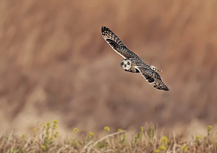 フクロウ様　まとめ 飼い主が好きすぎて自分の羽をプレゼントするフクロウ @genz64