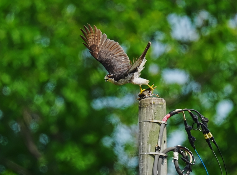 公園のカワセミ。 - tenmokusan555の日記 / 祖新六四の花鳥風月