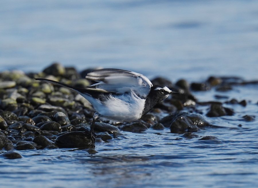 利根川で見た野鳥達。 - tenmokusan555の日記 / 祖新六四の花鳥風月