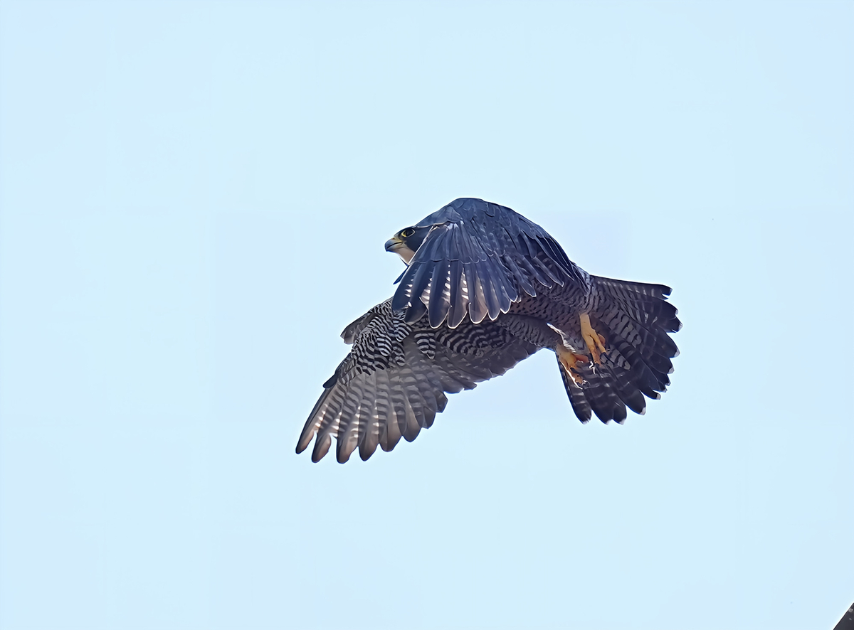そして不死鳥はよみがえる ハヤブサ降臨 ハヤブサ降臨 そして不死鳥はよみがえる ハヤブサ 著 - メルカリ