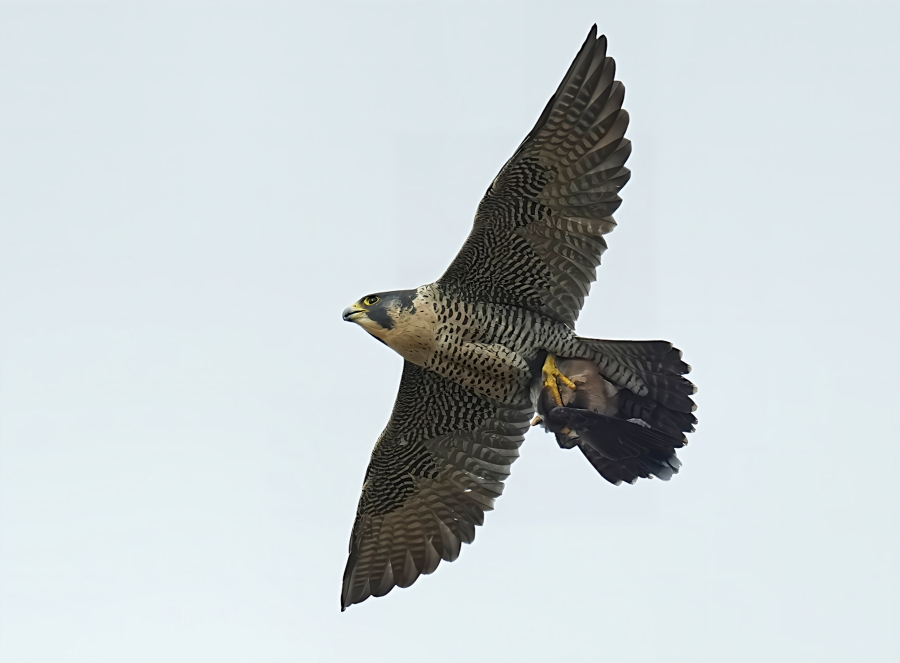 ハヤブサ不死鳥伝説～全日本参戦の足跡～〈2枚組〉 ハヤブサ不死鳥伝説 全日本参戦の足跡 【DVD】 : ハピネット