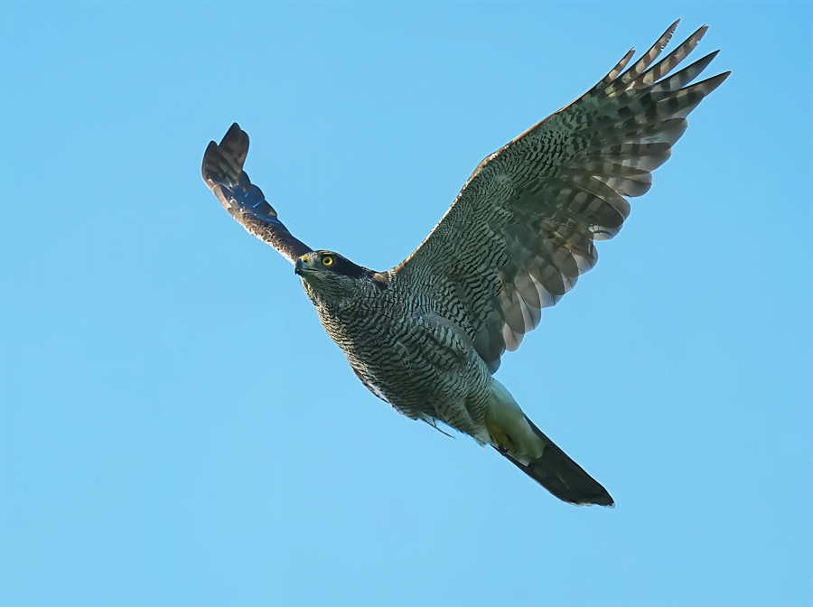 繁栄の象徴　セヌフォカラオ族神鳥像 繁栄の象徴 セヌフォカラオ族神鳥像