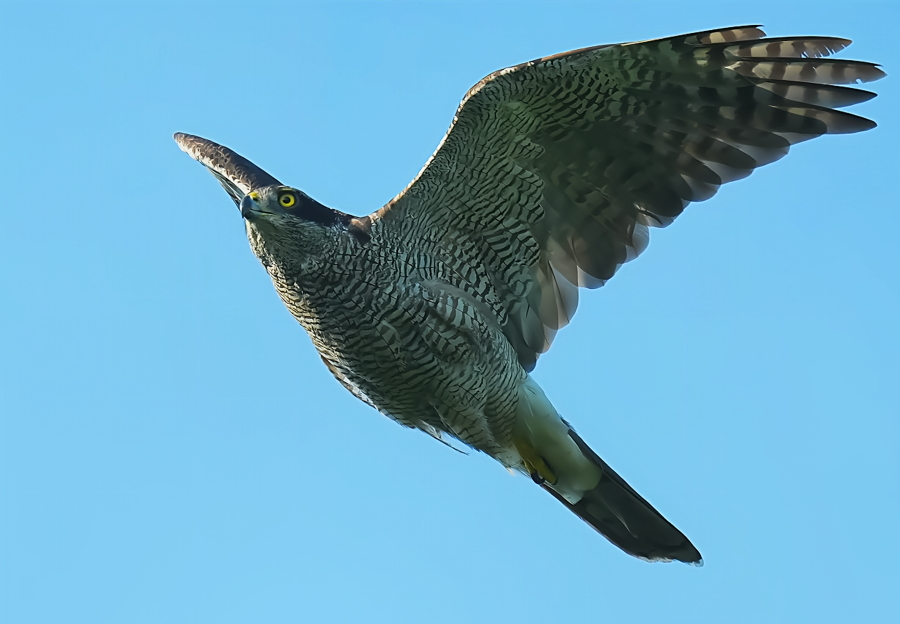 オオタカ雌成鳥。 - tenmokusan555の日記 / 祖新六四の花鳥風月