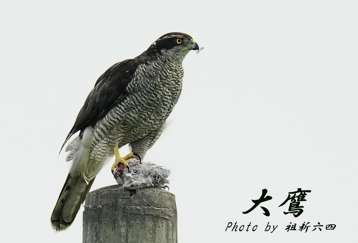 ※ user_b44447e1専用 一部傷あり オオタカ雌幼鳥の剥製 迫力のオオタカ雌成鳥。 - tenmokusan555の日記 / 祖新六四の