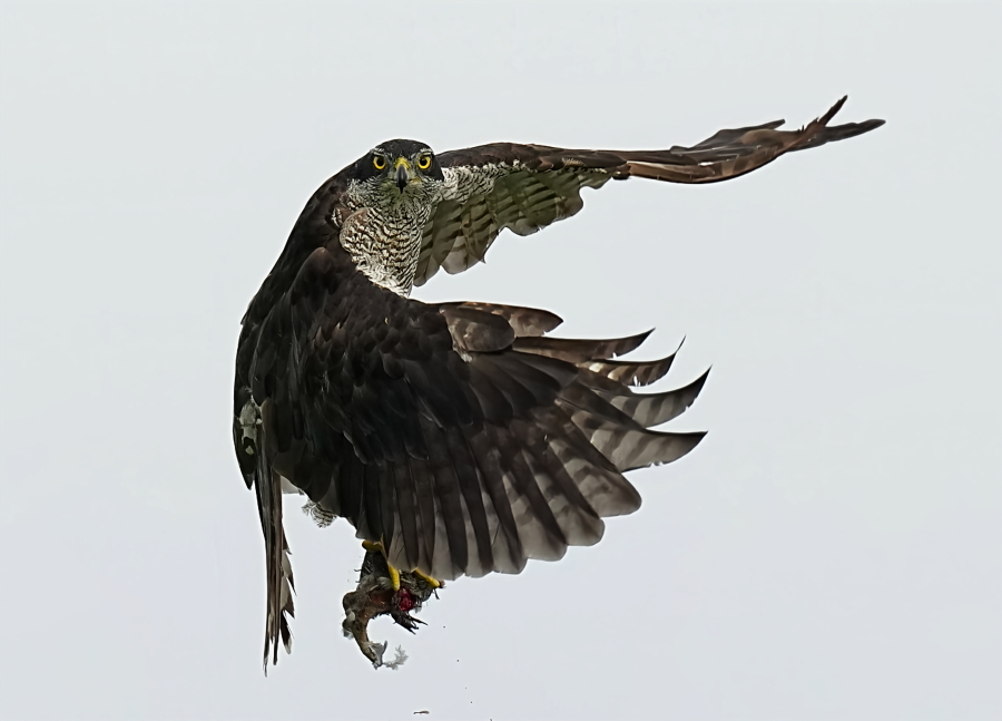 花木魚【35個まとめ】 迫力のオオタカ雌成鳥。 - tenmokusan555の日記 / 祖新六四の