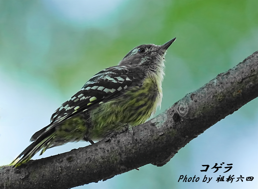 花鳥74 森の小鳥＆誘惑の車。 - tenmokusan555の日記 / 祖新六四の花鳥風月