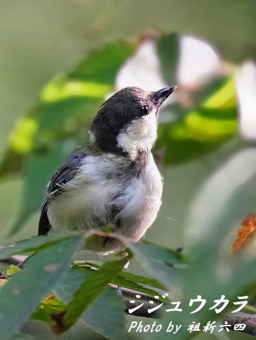 花鳥74 64694-d1_f1137ccb-4bda-402a-