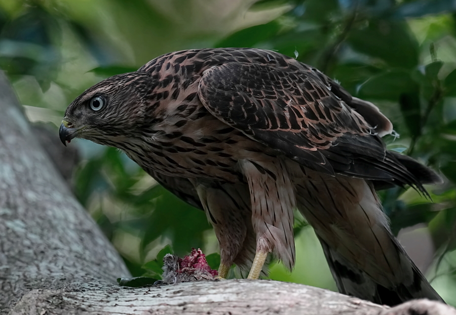 森のオオタカ。成鳥雄・成鳥雌・幼鳥。 - tenmokusan555の日記