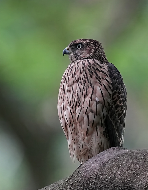 オオタカの餌渡し＆カラスとの絡み＆森の幼鳥。 - tenmokusan555
