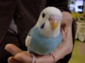 20091204003626