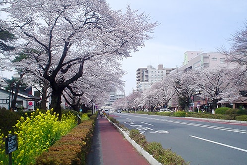 f:id:tennensui-77:20180116191129j:plain f:id:tennensui-77:20180116191129j:plain