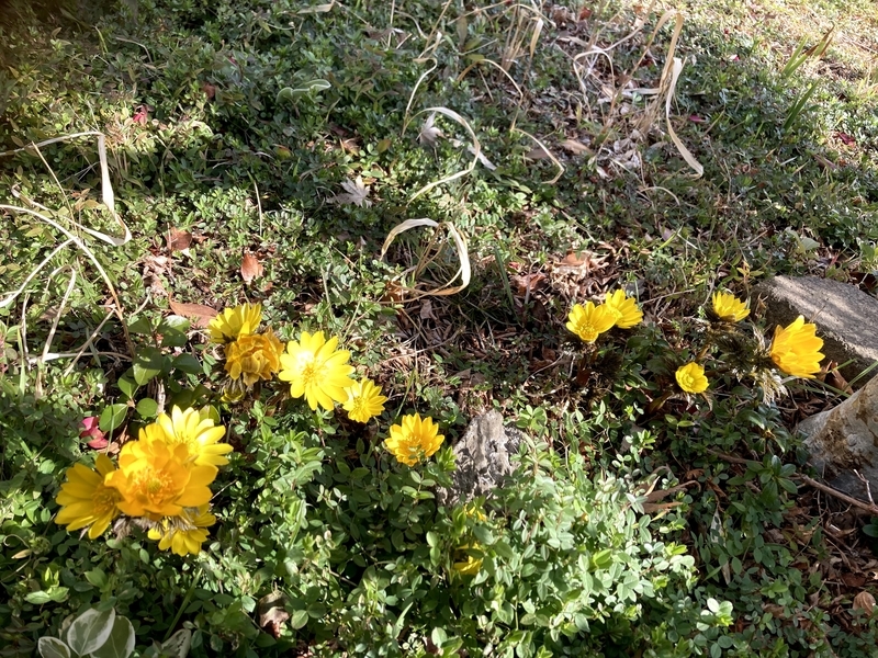 f:id:tentanpt:20210306010553j:plain