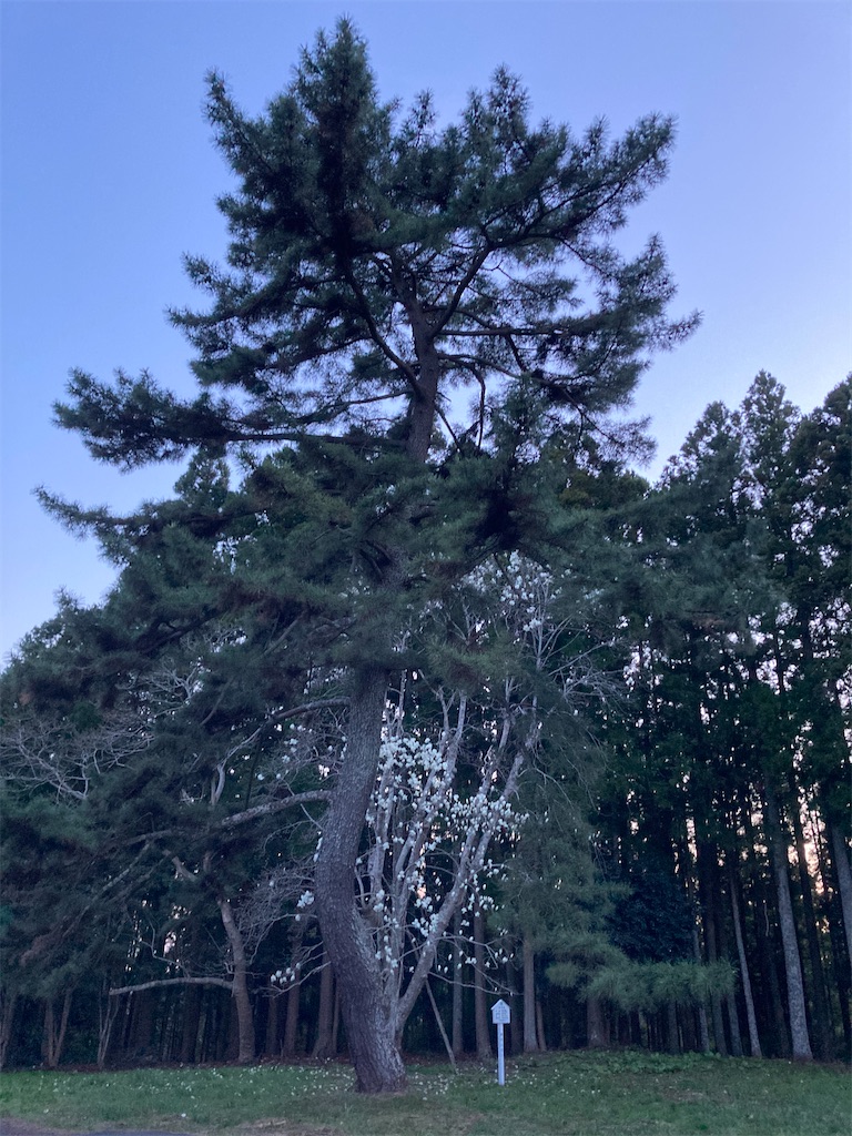 f:id:tentanpt:20210408002149j:image