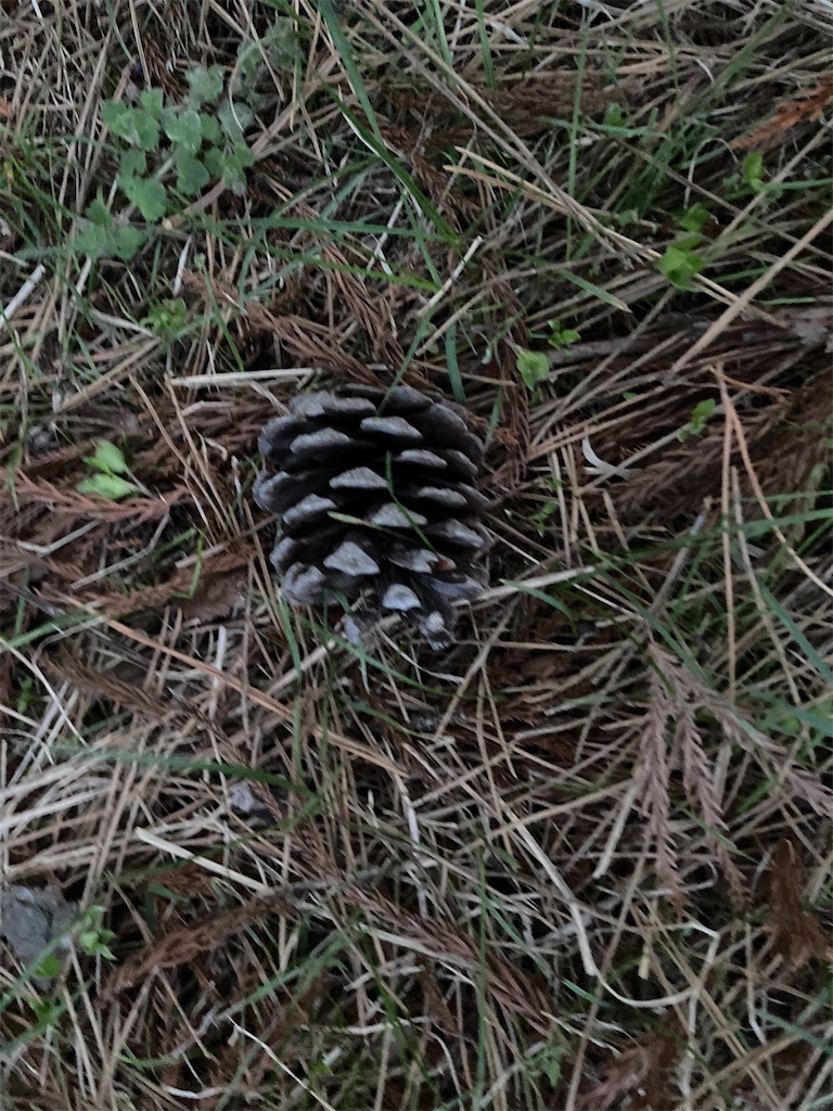 f:id:tentanpt:20210408002513j:image