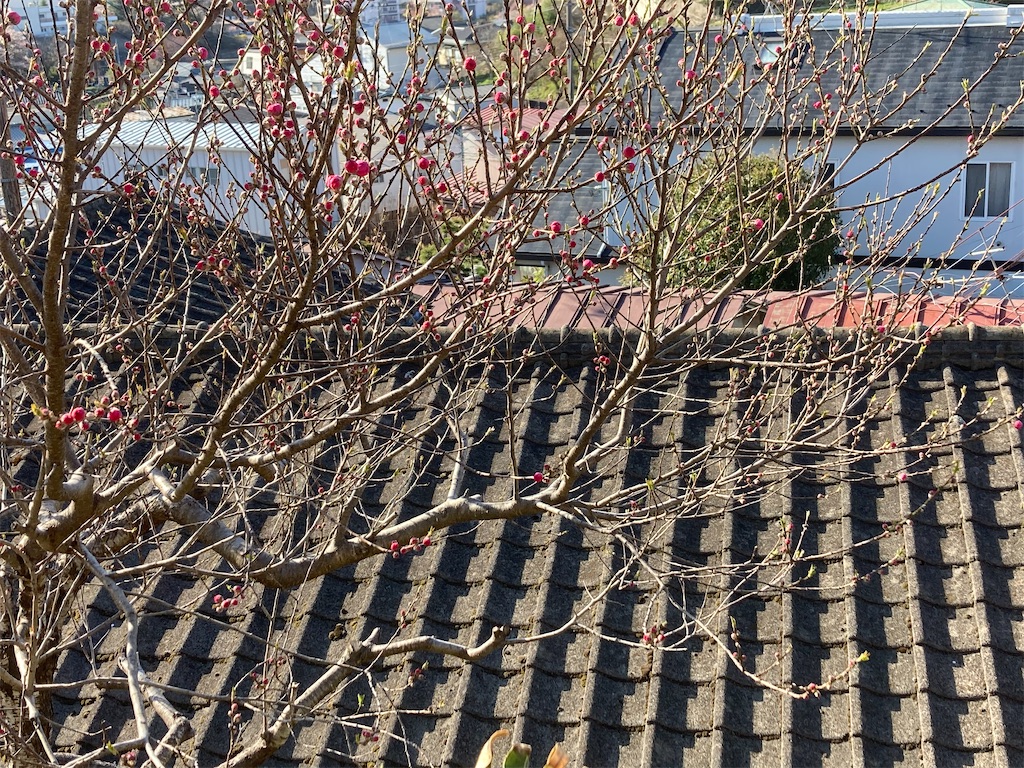 f:id:tentanpt:20210411230345j:image