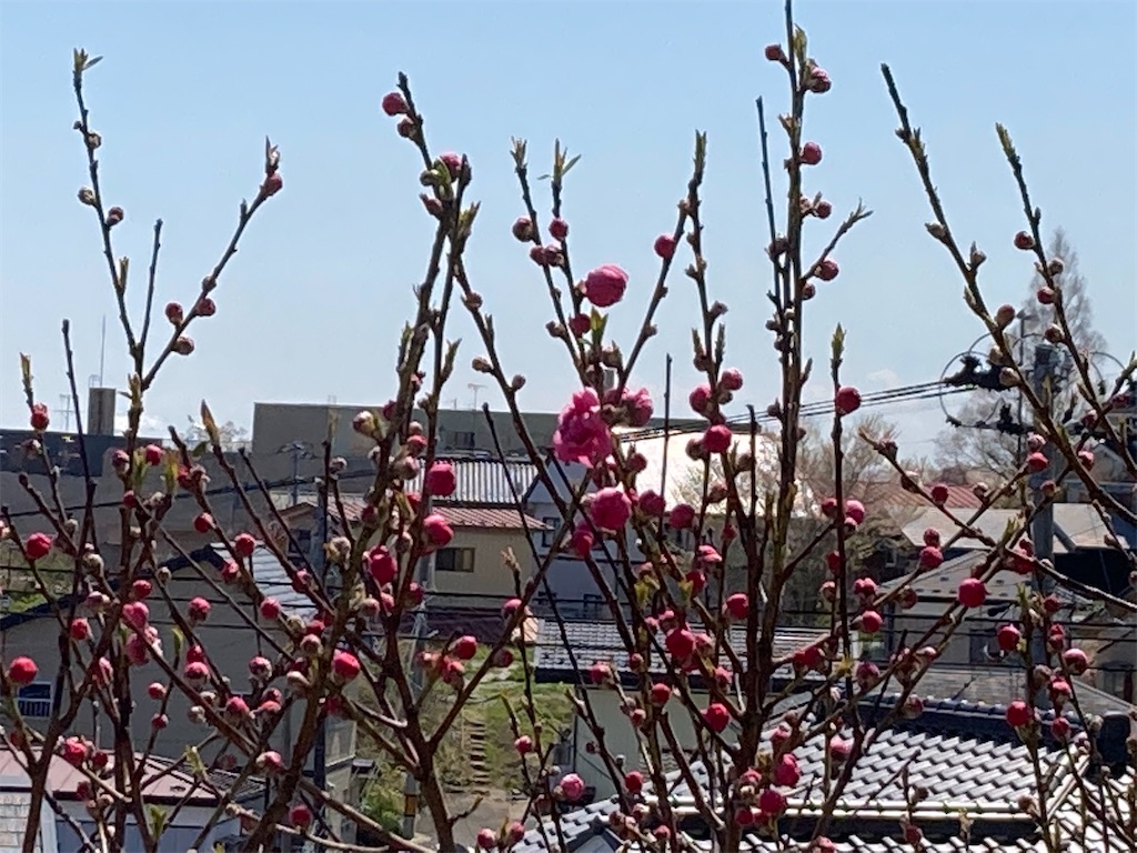 f:id:tentanpt:20210411230408j:image