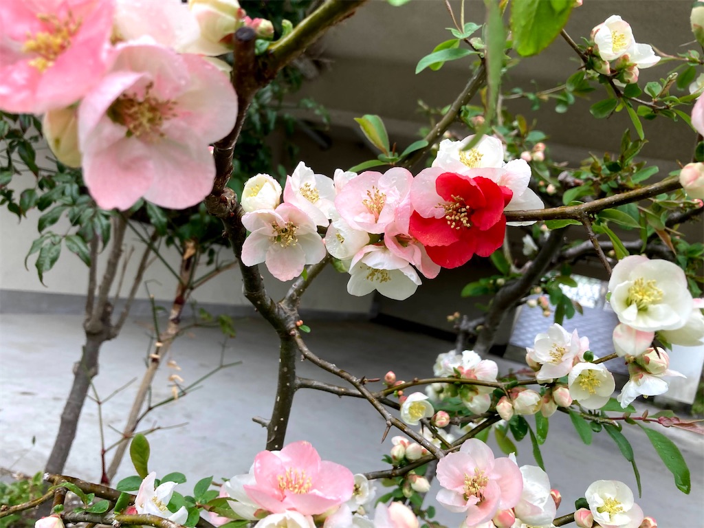 f:id:tentanpt:20210411231230j:image