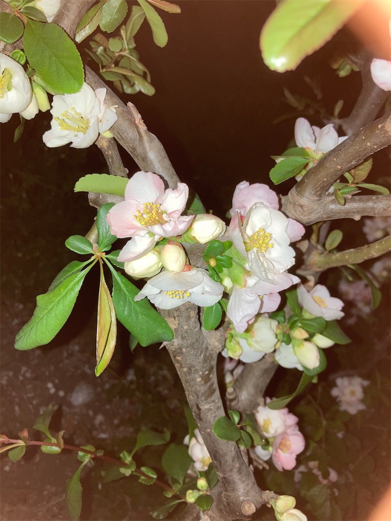 f:id:tentanpt:20210411234334j:image