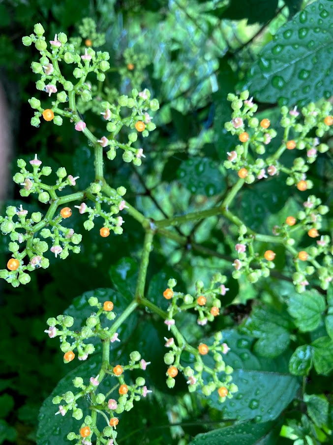 f:id:tentanpt:20210821233113p:plain