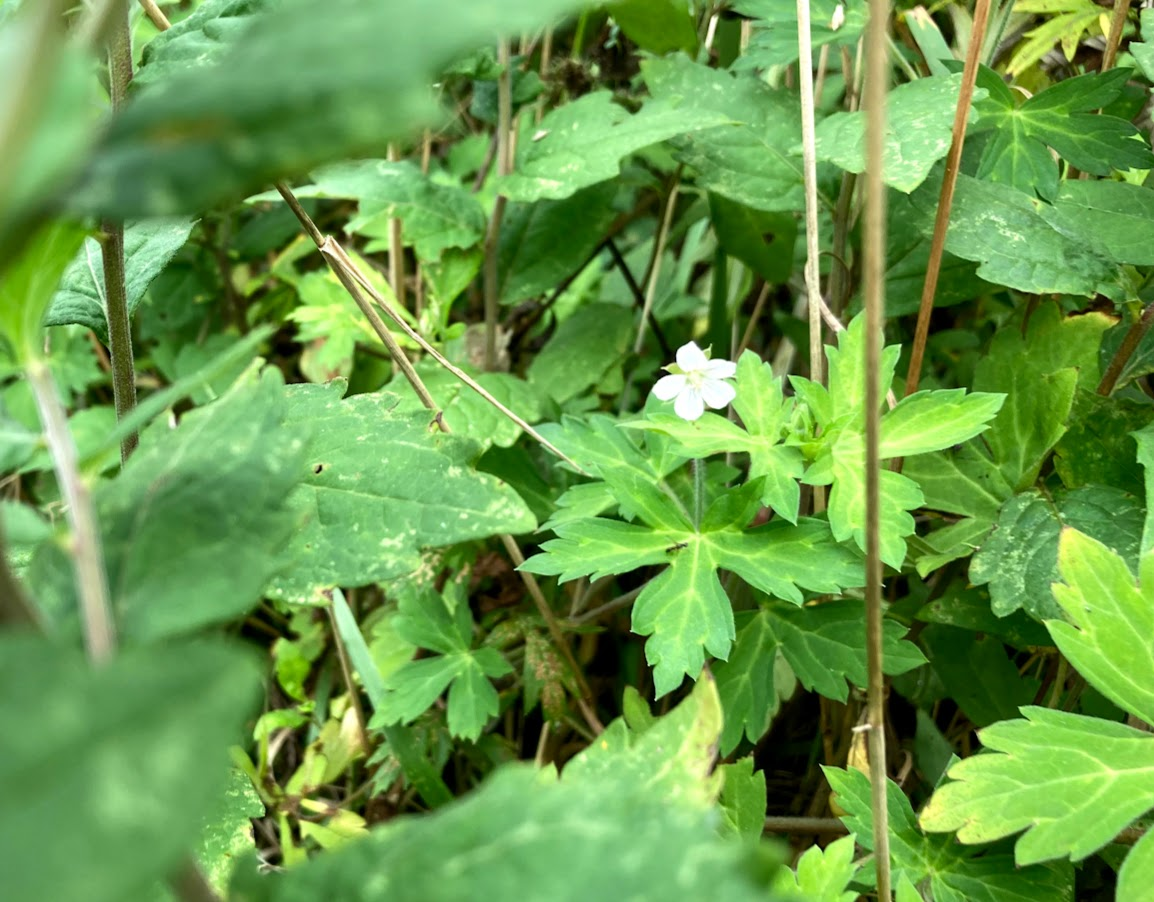 f:id:tentanpt:20210825114221p:plain