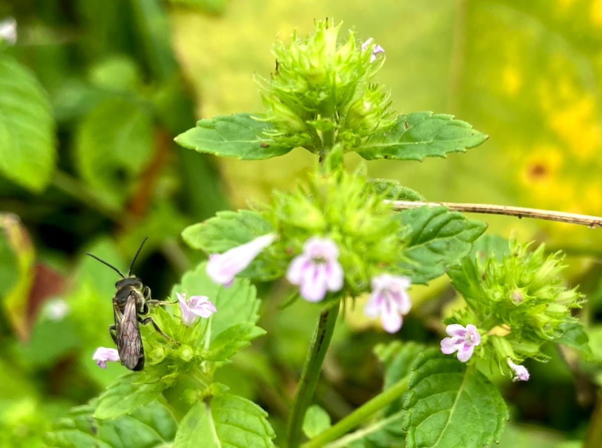 f:id:tentanpt:20210825120231p:plain