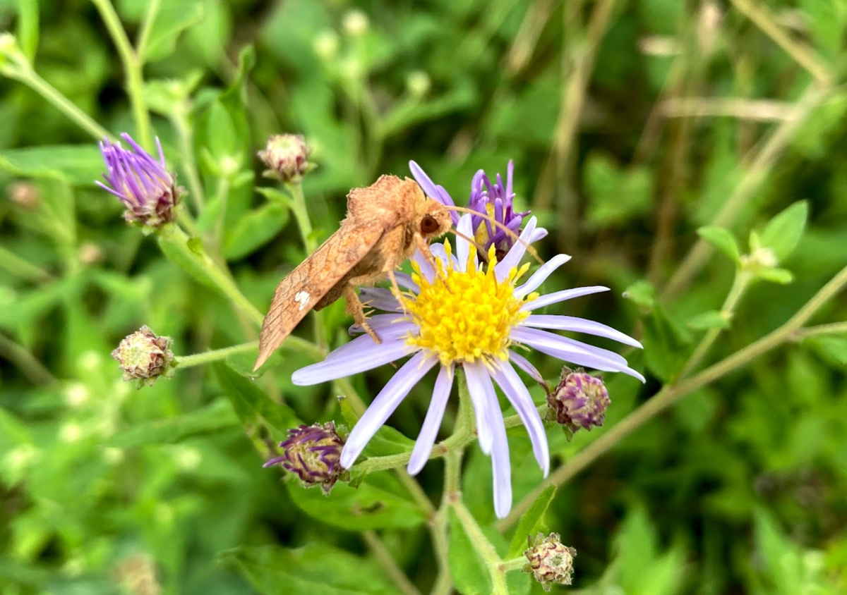 f:id:tentanpt:20210825120412p:plain