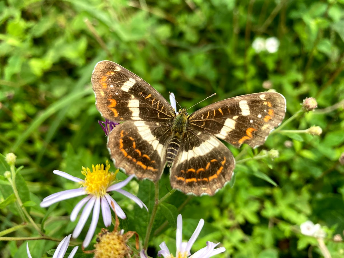 f:id:tentanpt:20210825120516p:plain