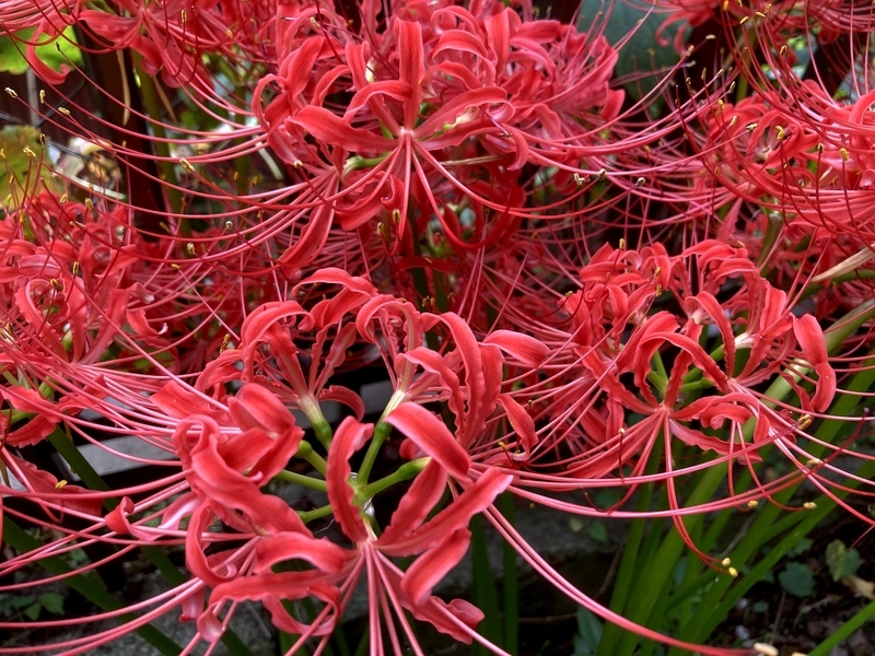 f:id:tentanpt:20210920170611j:plain