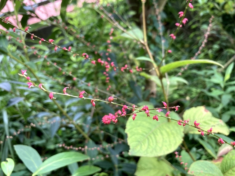 f:id:tentanpt:20210920170640j:plain