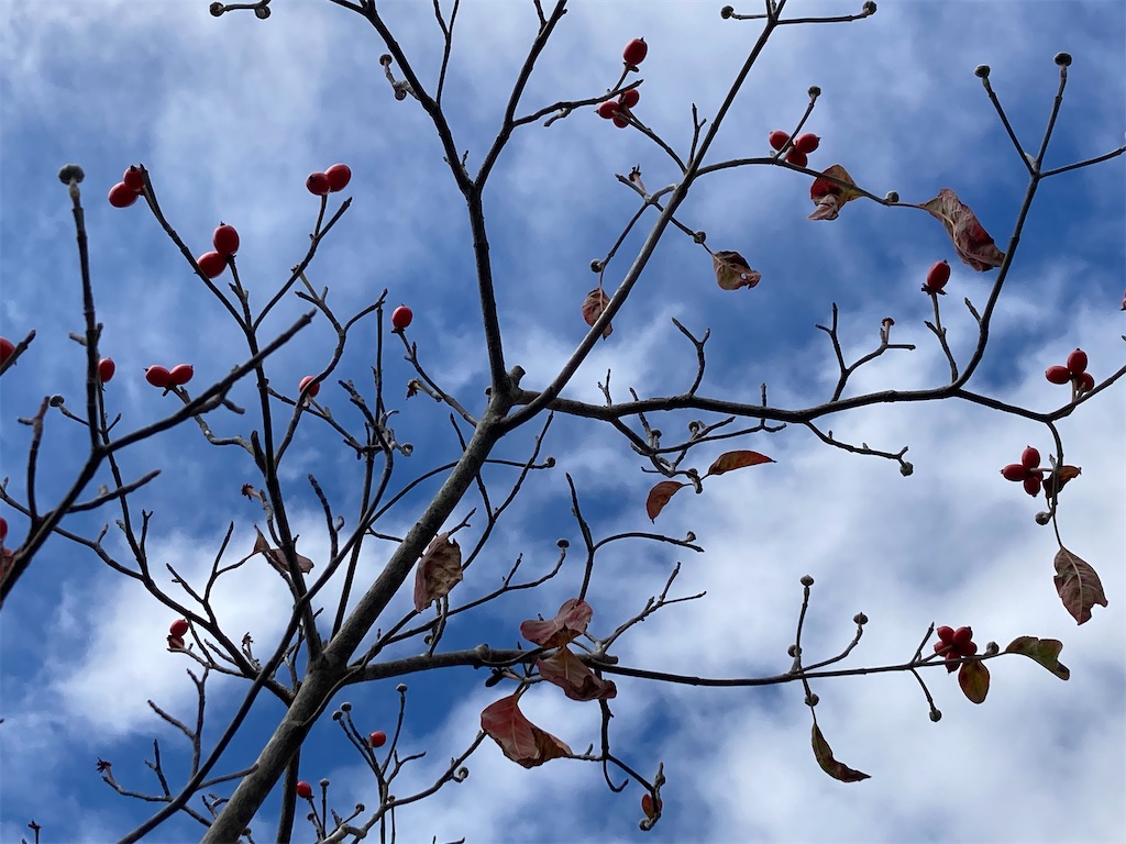 f:id:tentanpt:20211103223840j:image