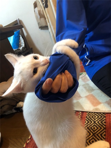 f:id:tentecoworks:20191028205014j:image f:id:tentecoworks:20191028205014j:image