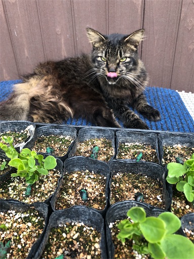 f:id:tentecoworks:20191103201531j:image