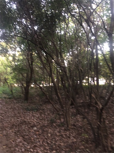 f:id:tentecoworks:20191110030710j:image