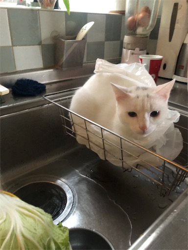 f:id:tentecoworks:20191110194710j:image f:id:tentecoworks:20191110194710j:image