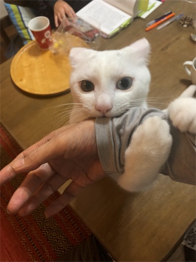 f:id:tentecoworks:20191111224021j:image