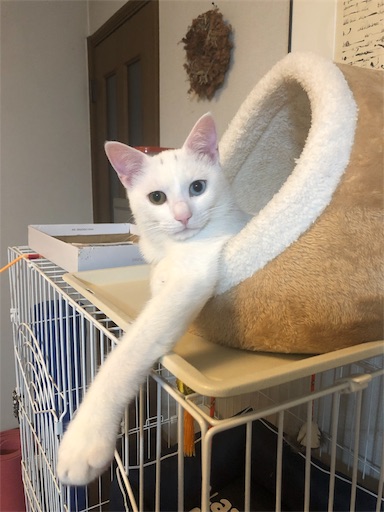 f:id:tentecoworks:20191111231039j:image