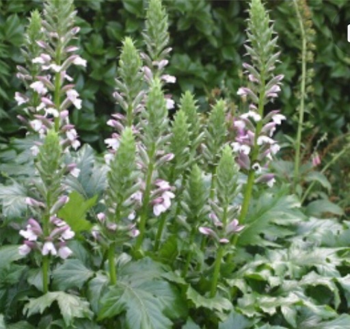 f:id:tentecoworks:20191114102106j:image