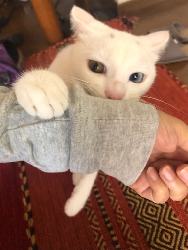 f:id:tentecoworks:20191115233239j:image