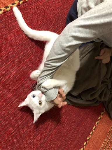 f:id:tentecoworks:20191117193925j:image