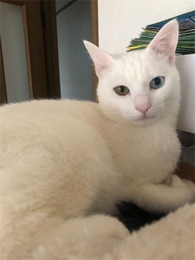 f:id:tentecoworks:20200309230608j:image