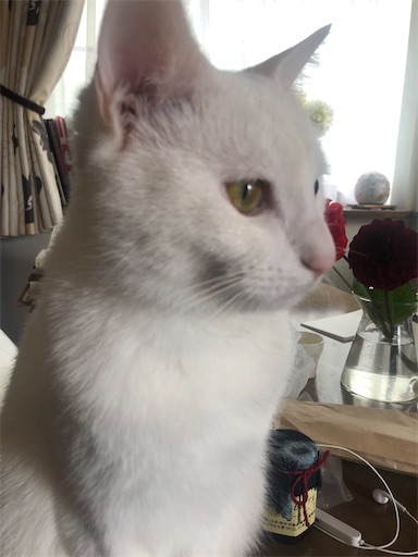 f:id:tentecoworks:20200423201401j:image f:id:tentecoworks:20200423201401j:image