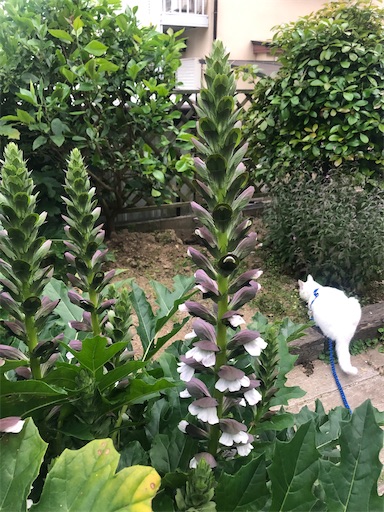 f:id:tentecoworks:20200609004401j:image