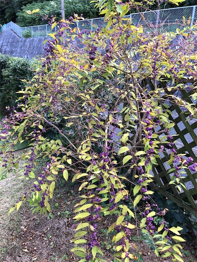 f:id:tentecoworks:20201110225631j:image