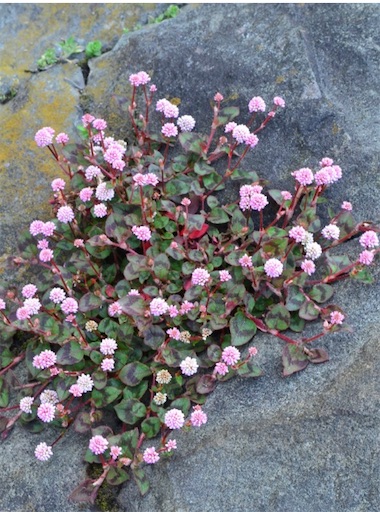 f:id:tentecoworks:20201111010951j:image