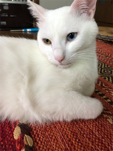 f:id:tentecoworks:20201223192600j:image