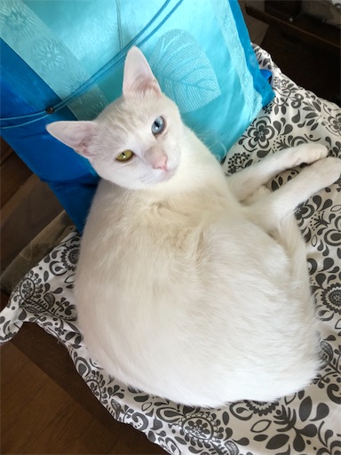 f:id:tentecoworks:20201225232903j:image