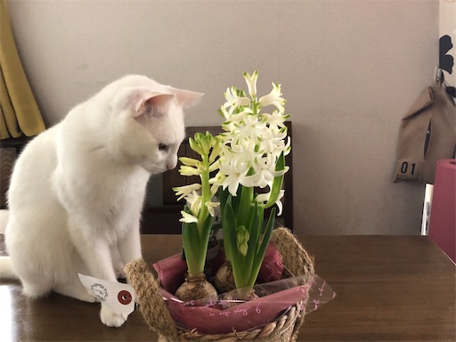 f:id:tentecoworks:20210125185918j:image f:id:tentecoworks:20210125185918j:image