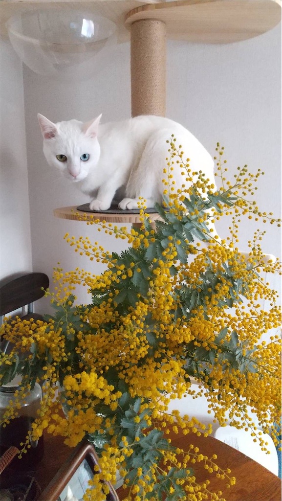 f:id:tentecoworks:20220309233911j:image f:id:tentecoworks:20220309233911j:image