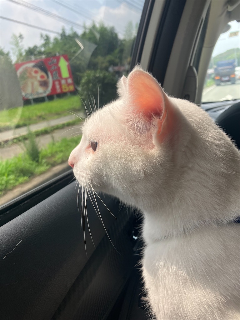 f:id:tentecoworks:20220731090708j:image