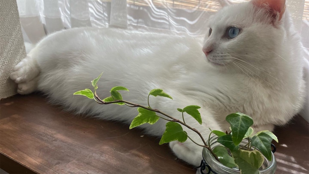 f:id:tentecoworks:20220807211518j:image